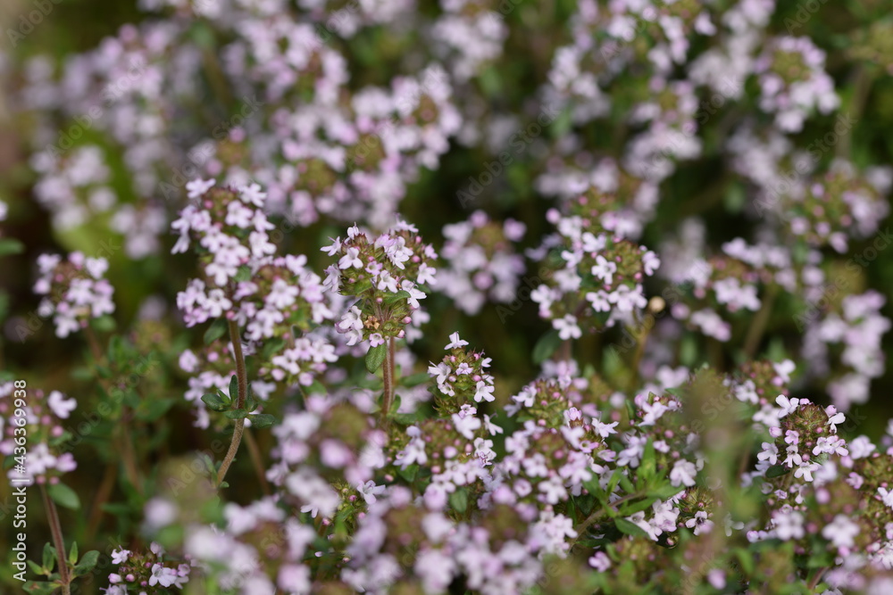 Flowering thyme, blooming Thymus vulgaris. Flowering thyme, blooming Thymus vulgaris.