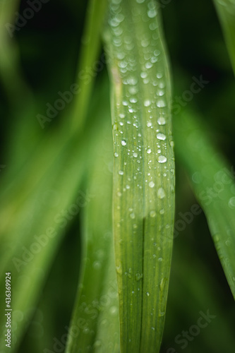 rain drops on a green leaf