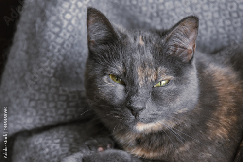 Closeup of a gray cat with squinted eyes lying on wool fabric photo