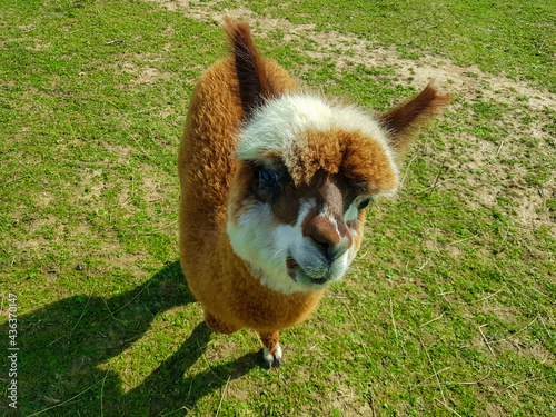 Young alpaca on a background of grass