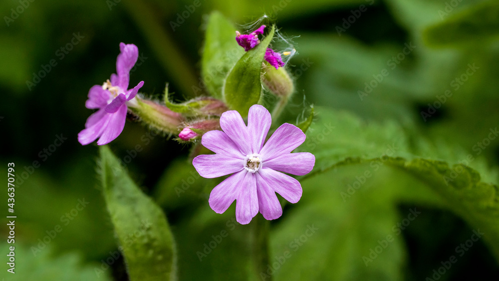 Red Campion, also known as Red Catchfly