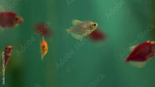 Colorful fish swim in the aquarium. GloFish luminous fluorescent - for sale in the store, showcase. genetically modified aquarium fish photo