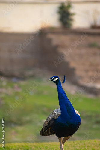 portrait of a peacock