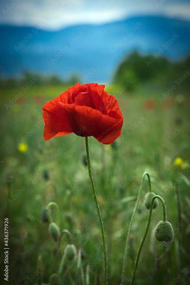 Obraz premium red poppy flower