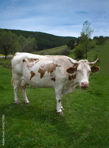 A cow with a world map pattern