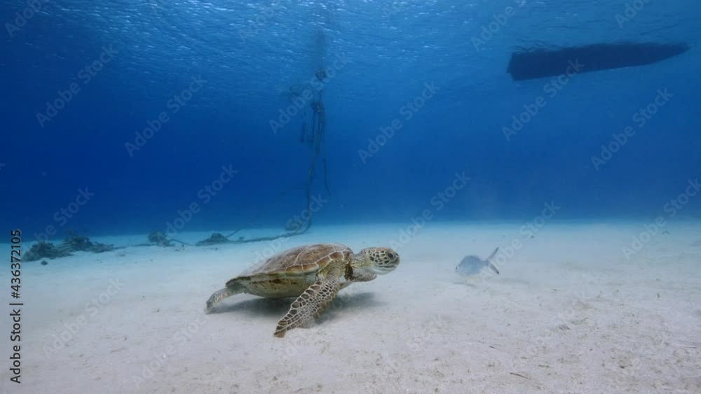 Green Sea Turtle in shallow water of coral reef of Caribbean Sea, Curacao Green Sea Turtle in shallow water of coral reef of Caribbean Sea, Curacao