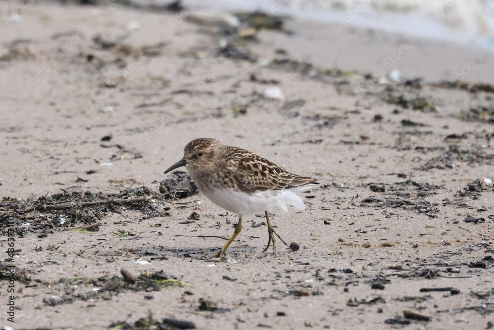 Least Sandpiper, smallest species of sandpiper in Ontario, feeding along the beach shoreline in spring sunny day
Least Sandpiper, smallest species of sandpiper in Ontario, feeding along the beach shoreline in spring sunny day