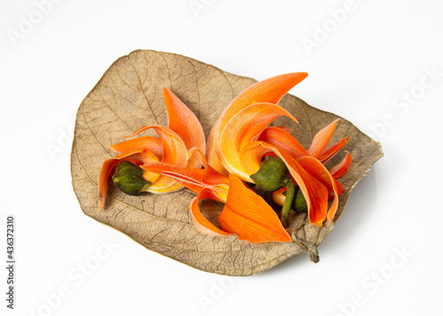 Some palash on a dry leave. Butea Monosperma or palash flower on white background. Plaso monosperma, Butea frondosa, Erythrina monosperma. popular Bengali festive flower of pohela Falgun. photo