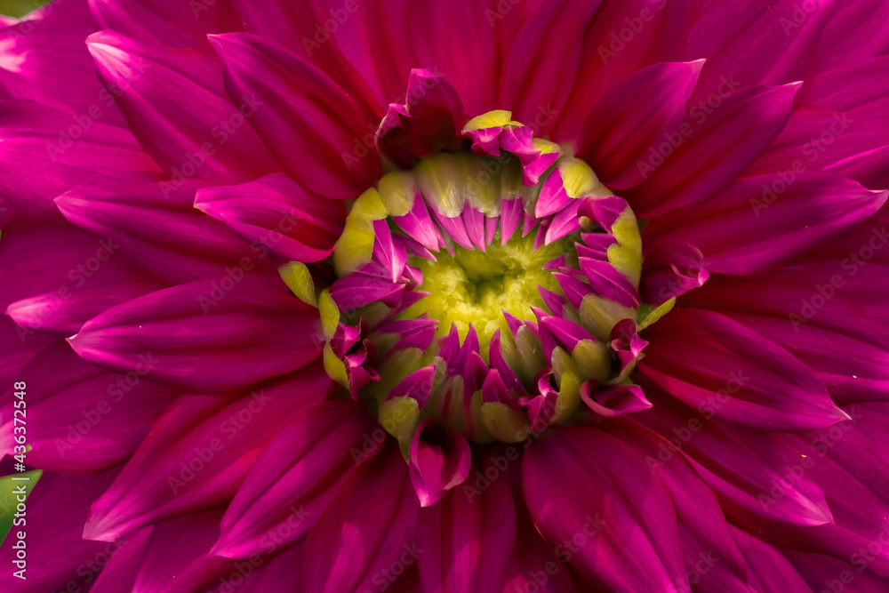 close up of pink dahlia close up of pink dahlia
