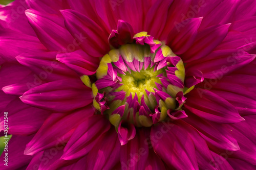close up of pink dahlia