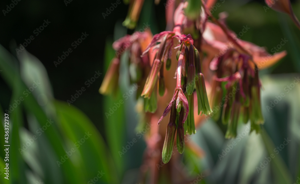 Blooming Beschorneria yuccoides (Yucca Leaved Beschorneria) in Adler park Sochi resort. Close-up of red inflorescence Beschorneria yuccoides. Succulent plant family Asparagaceae subfamily Agavoideae Blooming Beschorneria yuccoides (Yucca Leaved Beschorneria) in Adler park Sochi resort. Close-up of red inflorescence Beschorneria yuccoides. Succulent plant family Asparagaceae subfamily Agavoideae
