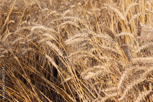 golden wheat field