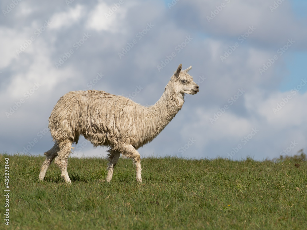 Fototapeta premium White Alpaca Standing on Grass