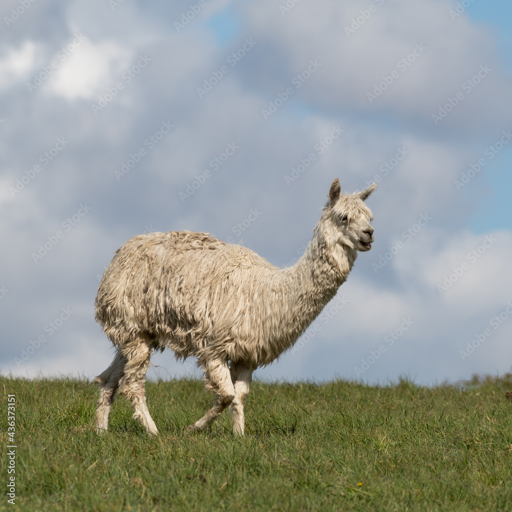 Fototapeta premium White Alpaca Standing on Grass