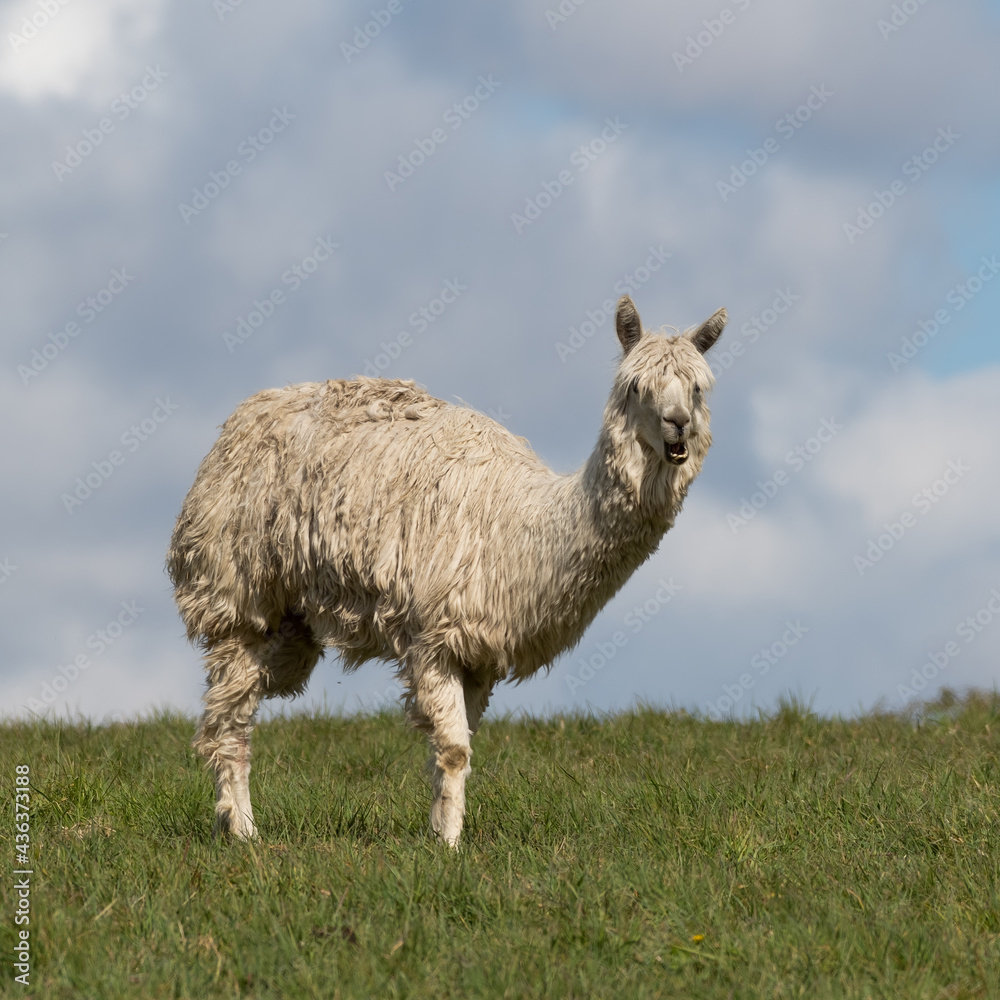 White Alpaca Standing on Grass