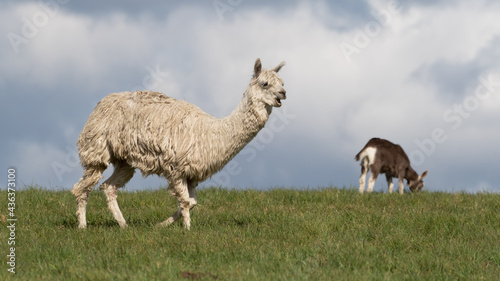 White Alpaca Standing on Grass