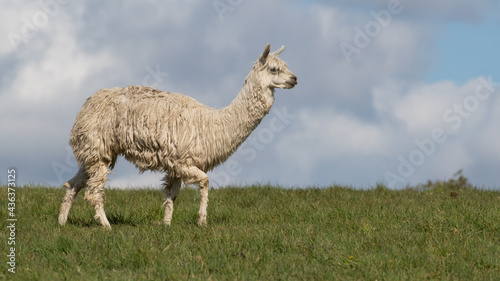 White Alpaca Standing on Grass © Ian