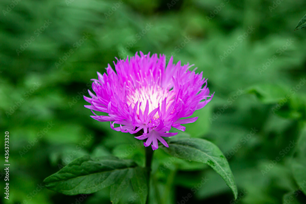 Obraz premium Cornflower in the garden. Beautiful spring flowers. Flower garden.