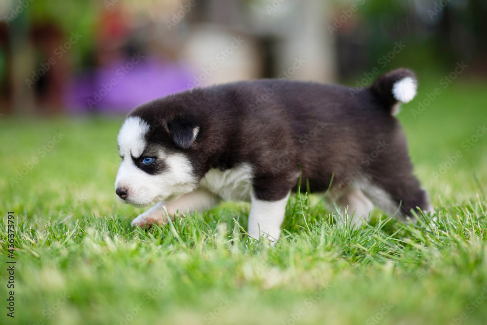 Puppy husky runs on the green grass in the park. Husky puppy outdoor