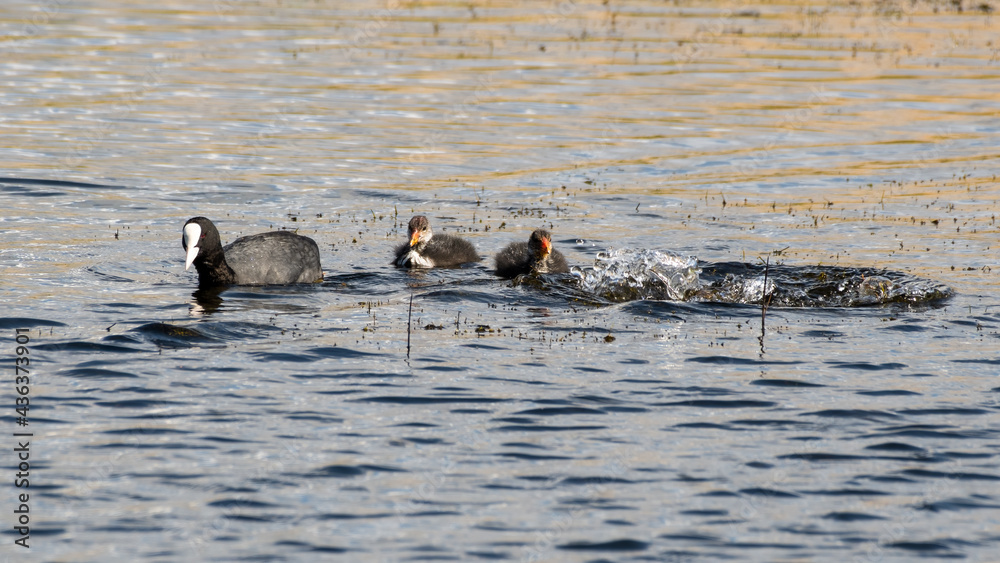 Adult Coot Feeding it's Young Adult Coot Feeding it's Young