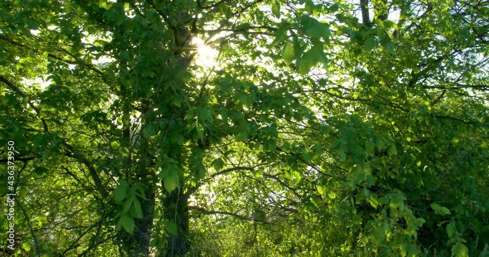 Sunbeams illuminating the trunks of the trees in forest. Sunbeams illuminating the trunks of the trees in forest.