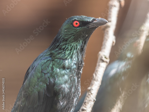 Metallic Starling Perched on a Branch