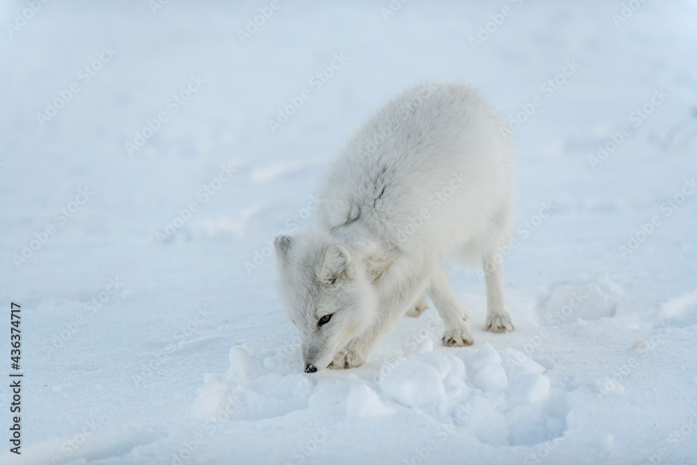 Wild arctic fox with plastic on his neck in winter tundra. Ecology problem. Plastic pollution.