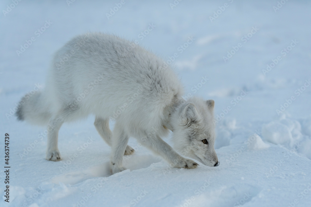 Obraz premium Wild arctic fox with plastic on his neck in winter tundra. Ecology problem. Plastic pollution.
