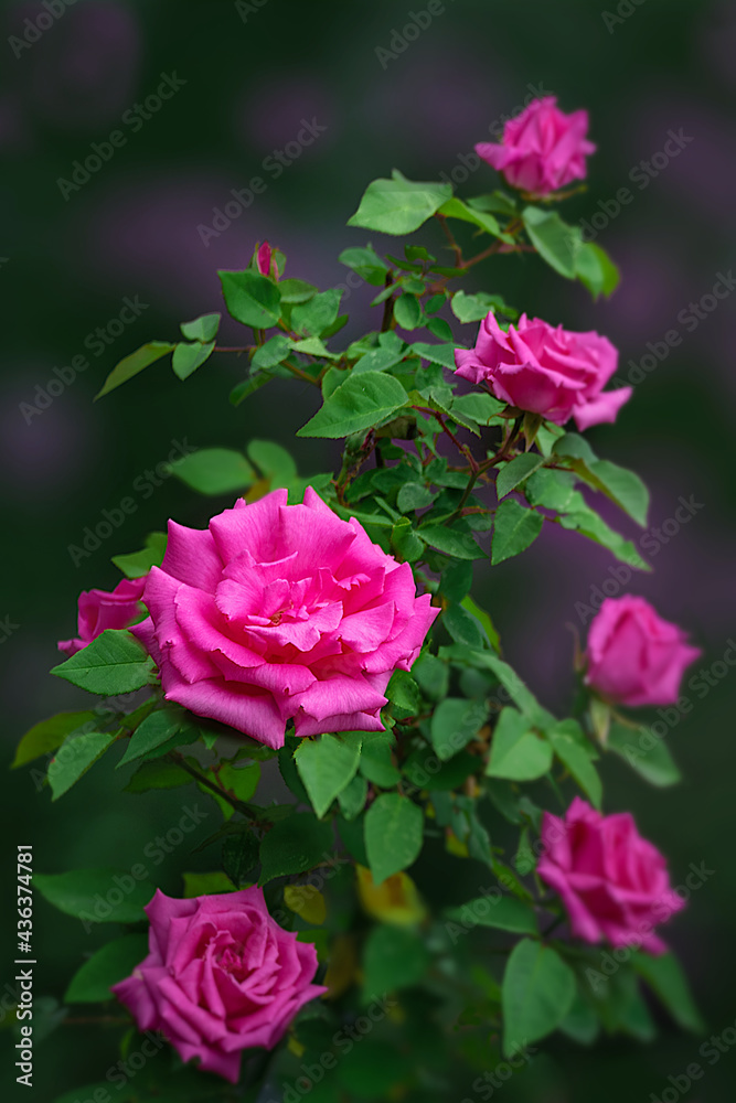 pink climbing  roses in garden