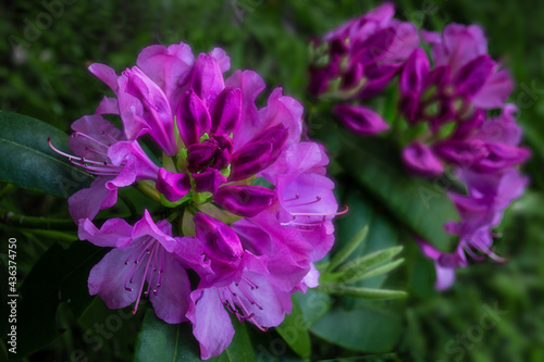 Pink Rhododendron flowers in the garden