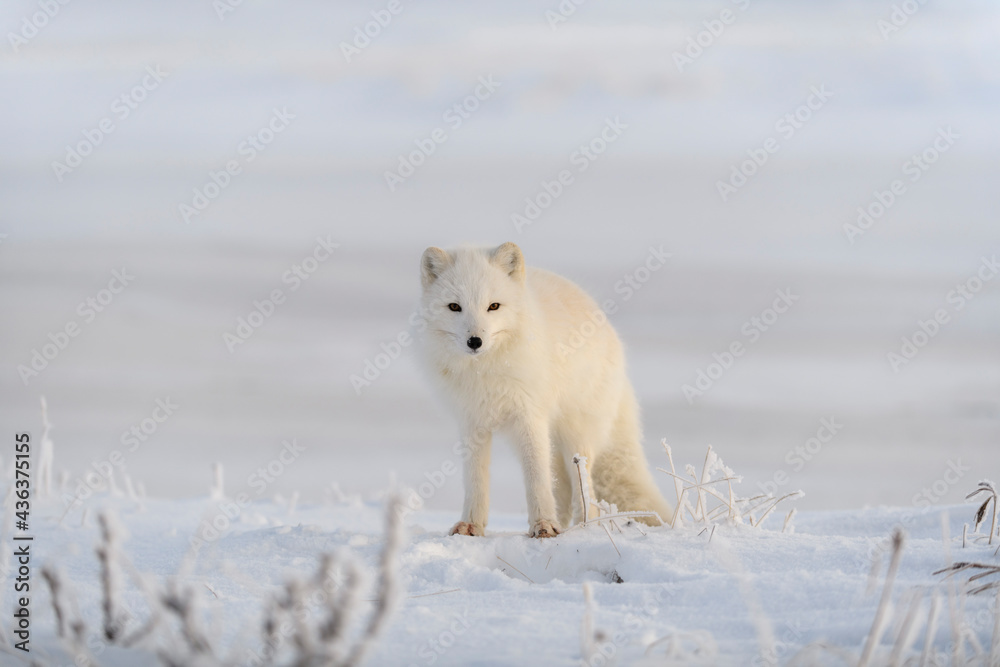 Wild arctic fox (Vulpes Lagopus) in tundra in winter time. White arctic fox. Wild arctic fox (Vulpes Lagopus) in tundra in winter time. White arctic fox.