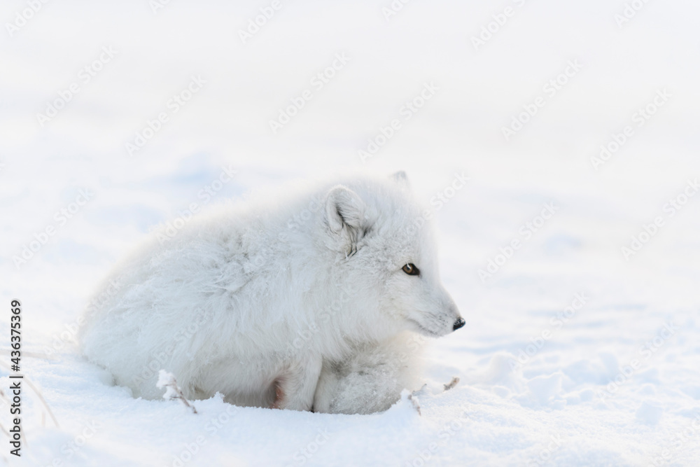 Arctic fox (Vulpes Lagopus) in wilde tundra. Arctic fox lying. Sleeping in tundra. Arctic fox (Vulpes Lagopus) in wilde tundra. Arctic fox lying. Sleeping in tundra.