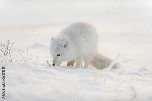 Wild arctic fox (Vulpes Lagopus) in tundra in winter time. White arctic fox.