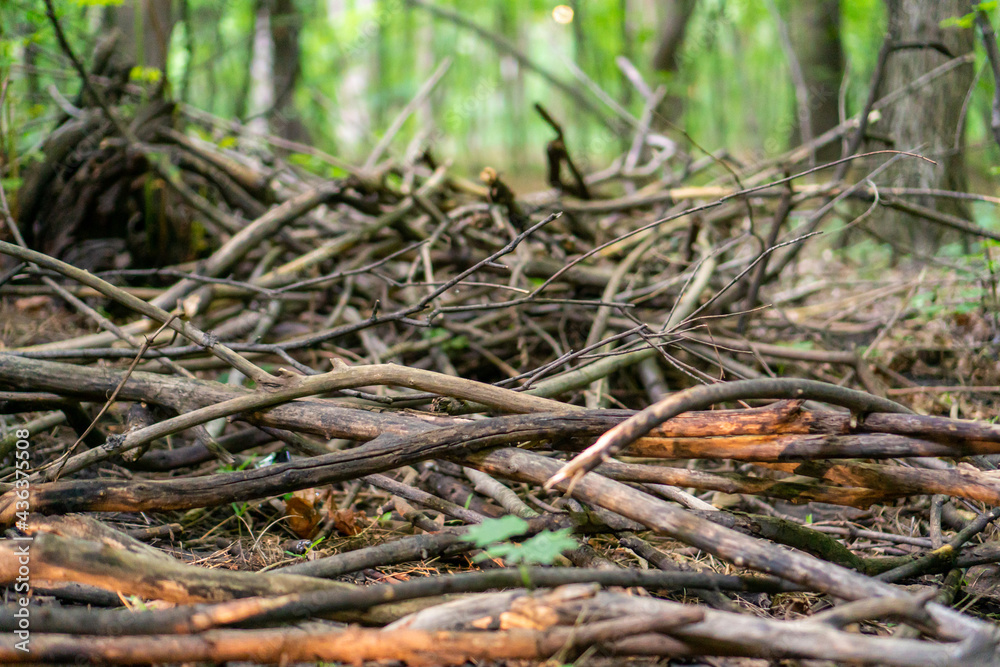 dry branches on the ground. brushwood in the forest dry branches on the ground. brushwood in the forest