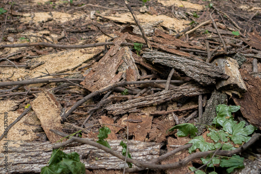 dry branches on the ground. brushwood in the forest dry branches on the ground. brushwood in the forest