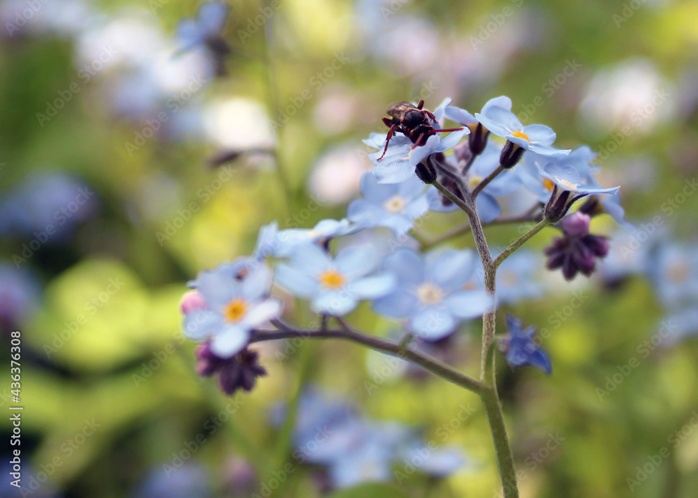 Small blue flowers on a background of greenery. Forget-me-nots close-up. Small blue flowers on a background of greenery. Forget-me-nots close-up.