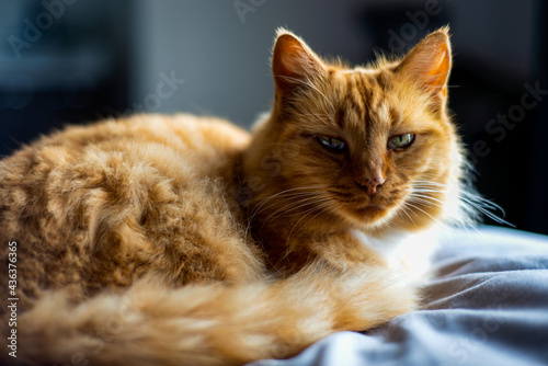 portrait of a ginger cat