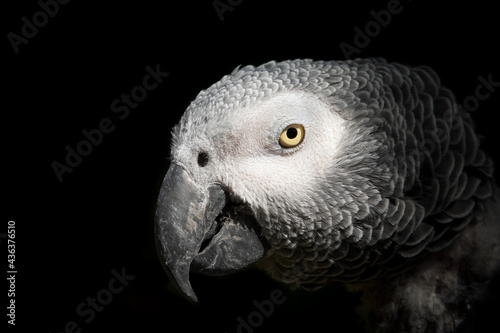 Close Up Portrait African Grey Parrot