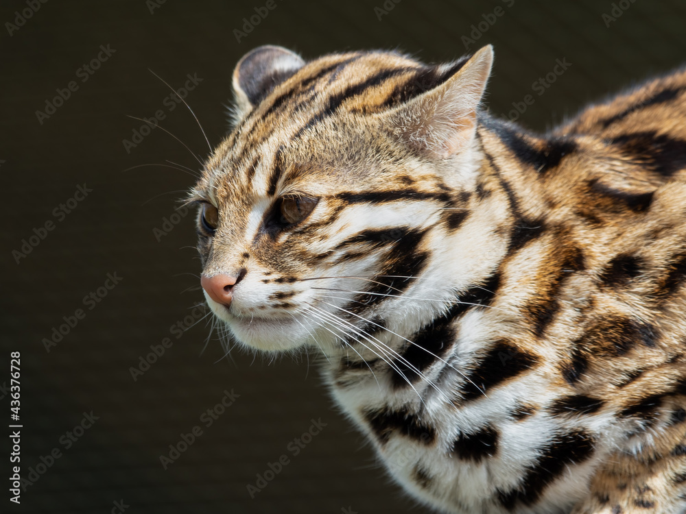 Close Up of a Beautiful Asian Leopard Cat