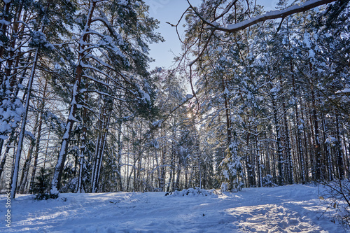 Sunbeams going through trees covered with snow © Andrius