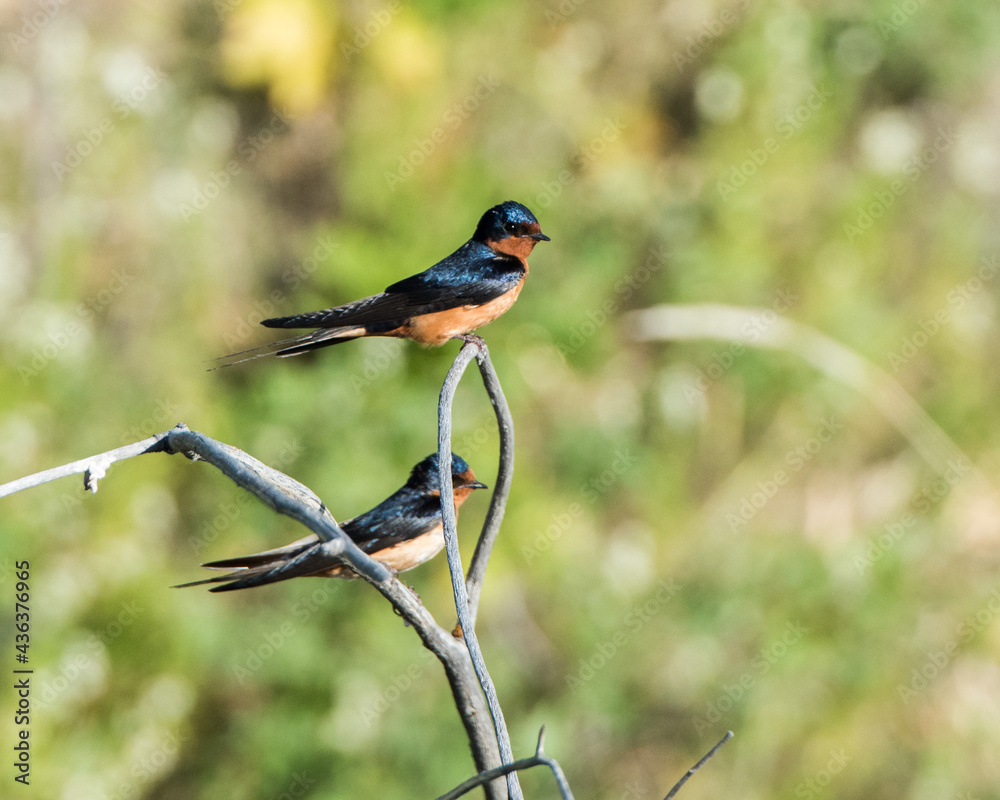 Fototapeta premium Swallows