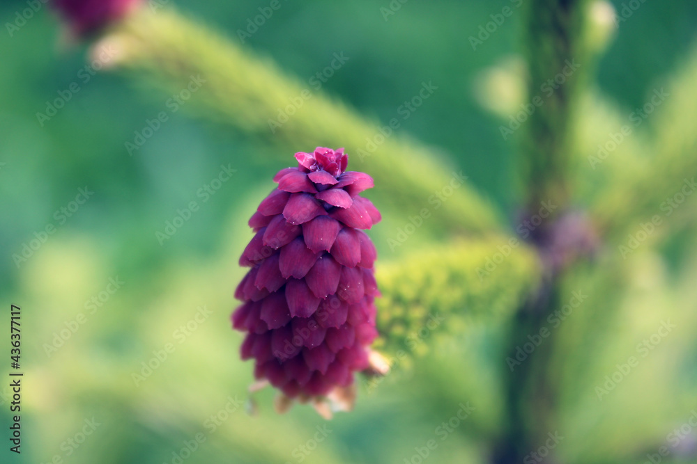 Blooming spruce. Blooming coniferous cone close-up. Blooming spruce. Blooming coniferous cone close-up.