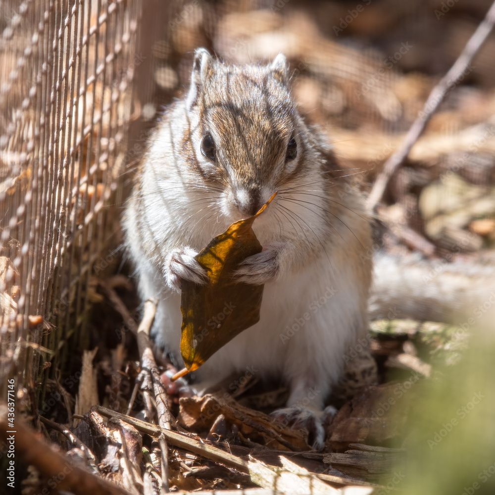 Fototapeta premium Small Brown and White Chipmunk