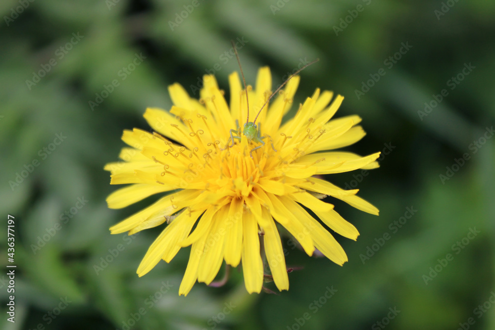 Grasshopper in a dandelion bud. Insect in a flower close-up. Grasshopper in a dandelion bud. Insect in a flower close-up.