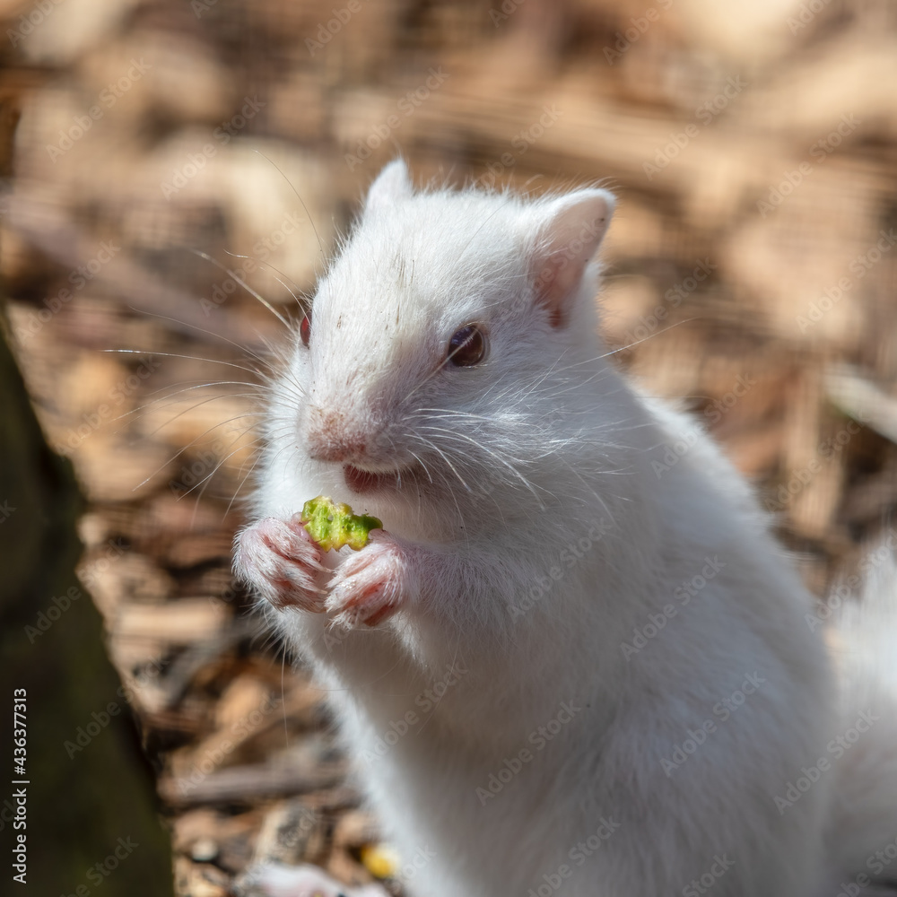 Small Albino Chipmunk Holding Food Small Albino Chipmunk Holding Food