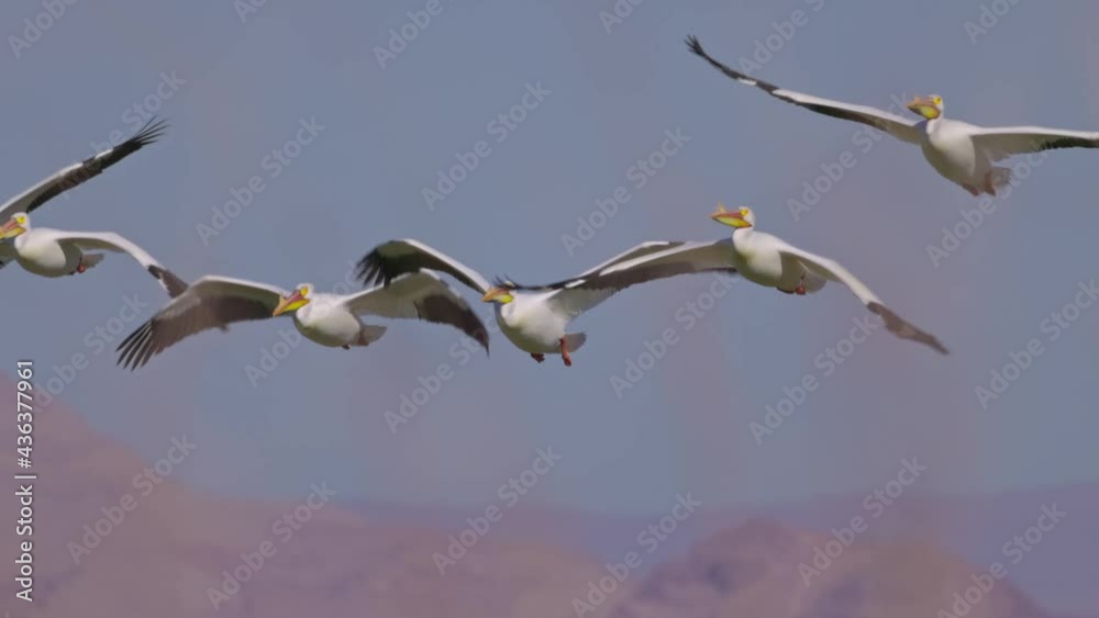 Slow motion of many Pelican flying in the sky Slow motion of many Pelican flying in the sky