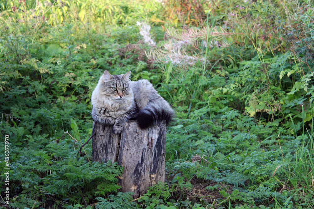 Obraz premium Country cat. Siberian cat lying on a wooden log. 