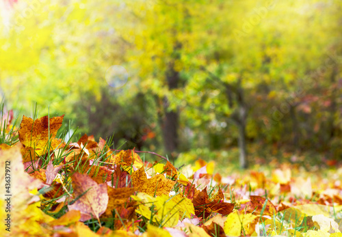 Autumn yellow and brown leaves on the sun. Fall blurred background.