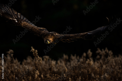 European Golden Eagle