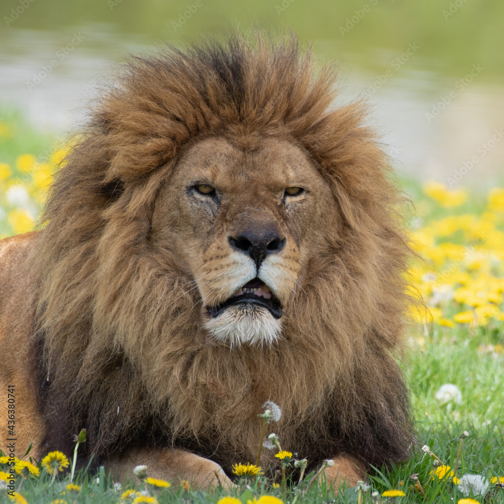 Male Lion Resting on Grass with Dandelions Male Lion Resting on Grass with Dandelions